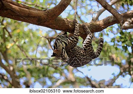 Stock Image - Ocelot (Leopardus pardalis, Felis pardalis), adult male climbing a tree, Honduras, Central America, North America. Fotosearch