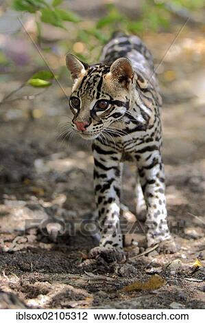 Ocelot (Leopardus pardalis, Felis pardalis), adult male, Honduras, Central America, North America View Large Photo Image Stock Image - Ocelot (Leopardus pardalis, Felis pardalis), adult male, Honduras, Central America, North America. Fotosearch
