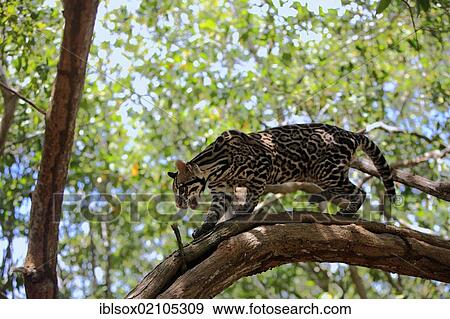 Stock Photo - Ocelot (Leopardus pardalis, Felis pardalis), adult male on a tree, Honduras, Central America, North America. Fotosearch