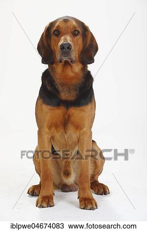 Ogar Polski, male, Polish Bracke, sitting View Large Photo Image Stock Image - Ogar Polski, male, Polish Bracke, sitting. Fotosearch