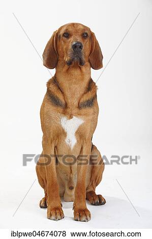 Ogar Polski, male, Polish Bracke, sitting View Large Photo Image Stock Photo - Ogar Polski, male, Polish Bracke, sitting. Fotosearch
