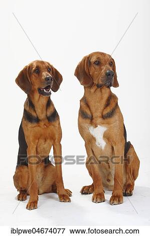 Stock Photo - Ogar Polski, pair, Polish Brackes, sitting. Fotosearch