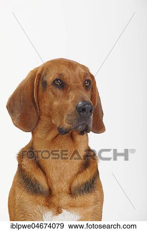 Ogar Polski, Polish Bracke, animal portrait View Large Photo Image Stock Photo - Ogar Polski, Polish Bracke, animal portrait. Fotosearch