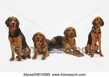 Ogar Polskis, Polish Bracken, four dogs, lying and sitting View Large Photo Image Stock Photo - Ogar Polskis, Polish Bracken, four dogs, lying and sitting. Fotosearch