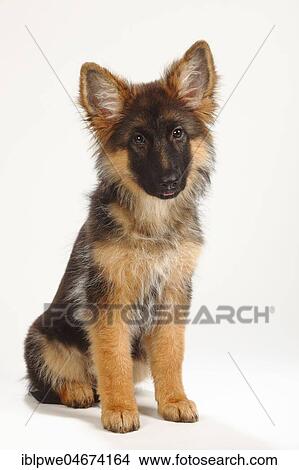 Old German Shepherd Dog, puppy, 4 months, sitting View Large Photo Image Picture - Old German Shepherd Dog, puppy, 4 months, sitting. Fotosearch