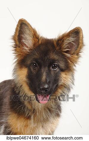 Old German Shepherd Dog, puppy, 4 months, animal portrait View Large Photo Image Stock Image - Old German Shepherd Dog, puppy, 4 months, animal portrait. Fotosearch