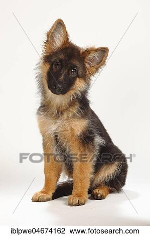 Old German Shepherd Dog, puppy, 4 months, sitting View Large Photo Image Stock Image - Old German Shepherd Dog, puppy, 4 months, sitting. Fotosearch