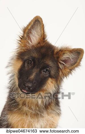 Old German Shepherd Dog, puppy, 4 months, animal portrait View Large Photo Image Stock Image - Old German Shepherd Dog, puppy, 4 months, animal portrait. Fotosearch