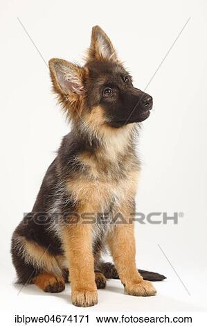 Old German Shepherd Dog, puppy, 4 months, sitting View Large Photo Image Stock Image - Old German Shepherd Dog, puppy, 4 months, sitting. Fotosearch