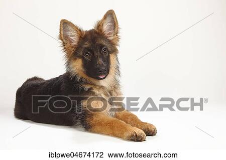 Old German Shepherd Dog, puppy, 4 months, lying down View Large Photo Image Stock Image - Old German Shepherd Dog, puppy, 4 months, lying down. Fotosearch