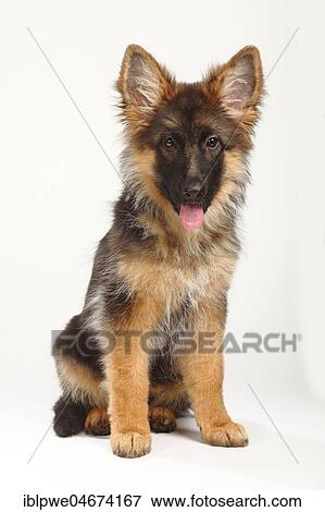Stock Photo - Old German Shepherd Dog, puppy, 4 months, sitting. Fotosearch