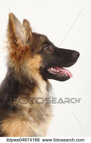 Old German Shepherd Dog, puppy, 4 months, animal portrait, side view View Large Photo Image Stock Photo - Old German Shepherd Dog, puppy, 4 months, animal portrait, side view. Fotosearch