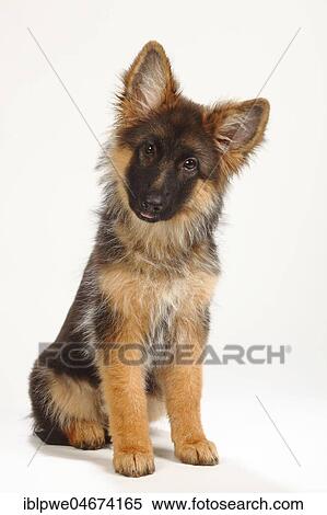 Stock Photography - Old German Shepherd Dog, puppy, 4 months, sitting. Fotosearch