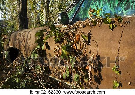 Old rusted road cruiser vehicle overgrown with vines, art installation, Hopland, California, USA, North America View Large Photo Image Stock Image - Old rusted road cruiser vehicle overgrown with vines, art installation, Hopland, California, USA, North America. Fotosearch