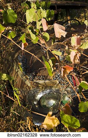 Stock Photo - Old rusted road cruiser vehicle overgrown with vines, art installation, Hopland, California, USA, North America. Fotosearch