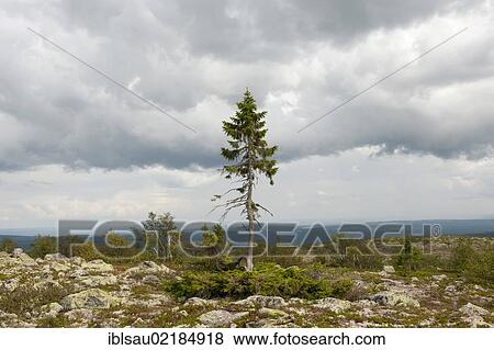 Old Tjikko, oldest tree in the world, 9550 years, Norway Spruce (Picea abies), knee timber, Fulufjaellets National Park near Saerna, Dalarna province, Sweden, Scandinavia, Northern Europe, Europe View Large Photo Image Stock Photo - Old Tjikko, oldest tree in the world, 9550 years, Norway Spruce (Picea abies), knee timber, Fulufjaellets National Park near Saerna, Dalarna province, Sweden, Scandinavia, Northern Europe, Europe. Fotosearch