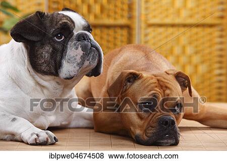 Olde English Bulldog, bitch, and mixed breed dog (English x French bulldog), male, mix of bulldogs, mixed bulldog, lying View Large Photo Image Stock Photo - Olde English Bulldog, bitch, and mixed breed dog (English x French bulldog), male, mix of bulldogs, mixed bulldog, lying. Fotosearch