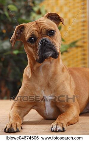 Stock Photograph - Olde English Bulldog, female, animal portrait, lying. Fotosearch