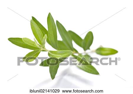 Stock Photo - Olive (Olea europaea) branch. Fotosearch