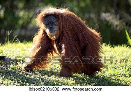 Stock Image - Orangutan (Pongo pygmaeus), adult, in captivity, Florida, USA, North America. Fotosearch