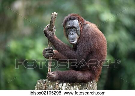 Stock Photo - Orangutan (Pongo pygmaeus), adult, in captivity, Singapore, Southeast Asia, Asia. Fotosearch