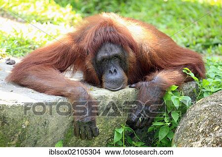 Orangutan (Pongo pygmaeus), adult, resting, in captivity, Singapore, Southeast Asia, Asia View Large Photo Image Picture - Orangutan (Pongo pygmaeus), adult, resting, in captivity, Singapore, Southeast Asia, Asia. Fotosearch