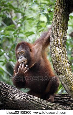 Orangutan (Pongo pygmaeus), juvenile, in captivity, Singapore, Southeast Asia, Asia View Large Photo Image Stock Image - Orangutan (Pongo pygmaeus), juvenile, in captivity, Singapore, Southeast Asia, Asia. Fotosearch