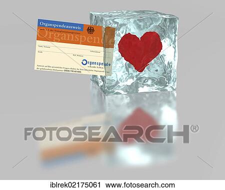 Organ donor card, heart on ice, symbolic image for organ donation View Large Photo Image Stock Image - Organ donor card, heart on ice, symbolic image for organ donation. Fotosearch