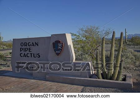 Picture - Organ Pipe Cactus National Monument, Ajo, Arizona, USA, North America. Fotosearch