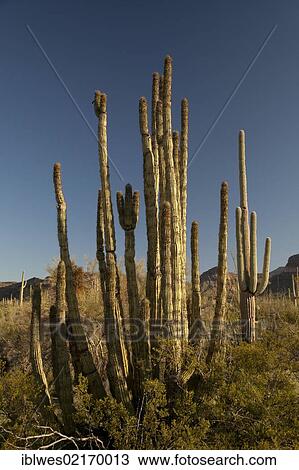 Stock Image - Organ Pipe Cactus (Stenocereus thurberi) in Organ Pipe Cactus National Monument, Ajo, Arizona, USA, North America. Fotosearch
