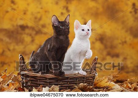 Stock Image - Oriental Shorthair, Havana, and Siamese old type, foreign white, Oriental Shorthair, chocolate, Thai cat, sitting in basket in autumn leaves. Fotosearch
