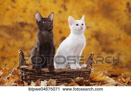 Oriental Shorthair, Havana, and Siamese old type, foreign white, Oriental Shorthair, chocolate, Thai cat, sitting in basket in autumn leaves View Large Photo Image Stock Image - Oriental Shorthair, Havana, and Siamese old type, foreign white, Oriental Shorthair, chocolate, Thai cat, sitting in basket in autumn leaves. Fotosearch