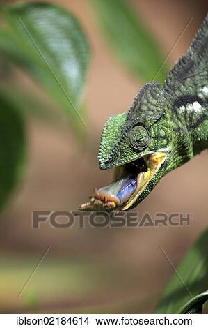 Picture - Oustalet's or Malagasy Giant Chameleon (Furcifer oustaleti), female, eating, Madagascar, Africa. Fotosearch