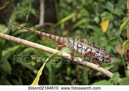 Oustalet's or Malagasy Giant Chameleon (Furcifer oustaleti), male, foraging, Madagascar, Africa View Large Photo Image Stock Image - Oustalet's or Malagasy Giant Chameleon (Furcifer oustaleti), male, foraging, Madagascar, Africa. Fotosearch