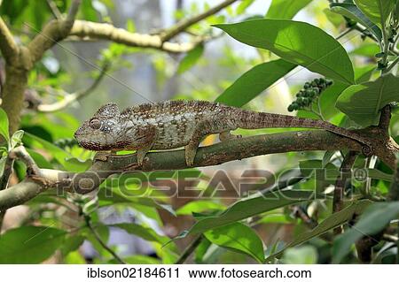 Oustalet's or Malagasy Giant Chameleon (Furcifer oustaleti), male, foraging, Madagascar, Africa View Large Photo Image Stock Image - Oustalet's or Malagasy Giant Chameleon (Furcifer oustaleti), male, foraging, Madagascar, Africa. Fotosearch