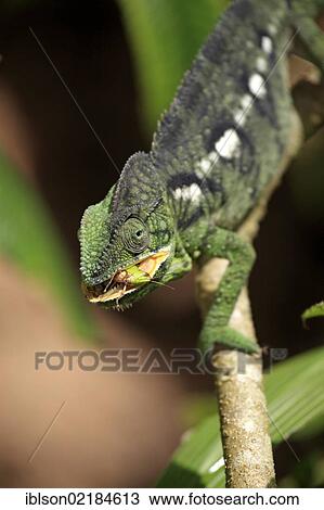 Oustalet's or Malagasy Giant Chameleon (Furcifer oustaleti), female, eating, Madagascar, Africa View Large Photo Image Stock Image - Oustalet's or Malagasy Giant Chameleon (Furcifer oustaleti), female, eating, Madagascar, Africa. Fotosearch