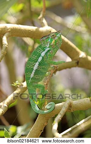 Stock Image - Oustalet's or Malagasy Giant Chameleon (Furcifer oustaleti), female, foraging, Madagascar, Africa. Fotosearch