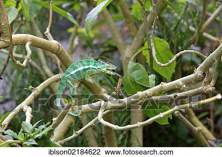 Oustalet's or Malagasy Giant Chameleon (Furcifer oustaleti), female, foraging, Madagascar, Africa View Large Photo Image Stock Image - Oustalet's or Malagasy Giant Chameleon (Furcifer oustaleti), female, foraging, Madagascar, Africa. Fotosearch