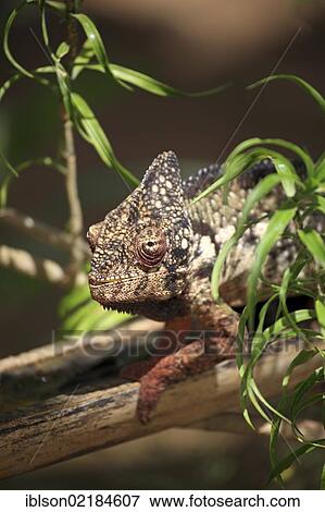 Stock Photo - Oustalet's or Malagasy Giant Chameleon (Furcifer oustaleti), male, portrait, Madagascar, Africa. Fotosearch
