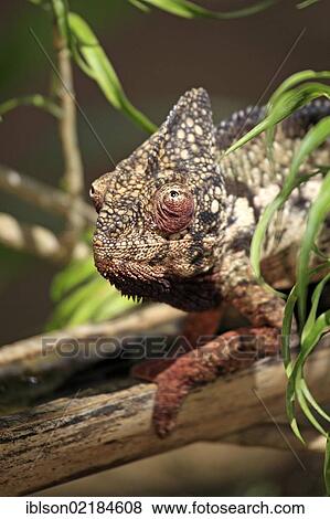 Oustalet's or Malagasy Giant Chameleon (Furcifer oustaleti), male, portrait, Madagascar, Africa View Large Photo Image Stock Photo - Oustalet's or Malagasy Giant Chameleon (Furcifer oustaleti), male, portrait, Madagascar, Africa. Fotosearch