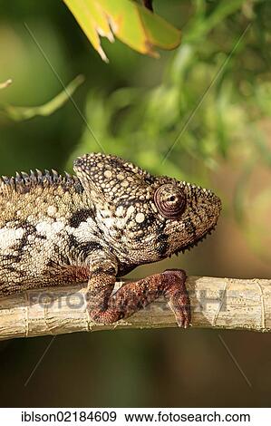 Oustalet's or Malagasy Giant Chameleon (Furcifer oustaleti), male, portrait, Madagascar, Africa View Large Photo Image Stock Photo - Oustalet's or Malagasy Giant Chameleon (Furcifer oustaleti), male, portrait, Madagascar, Africa. Fotosearch