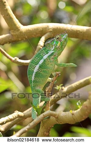 Stock Photo - Oustalet's or Malagasy Giant Chameleon (Furcifer oustaleti), female, foraging, Madagascar, Africa. Fotosearch