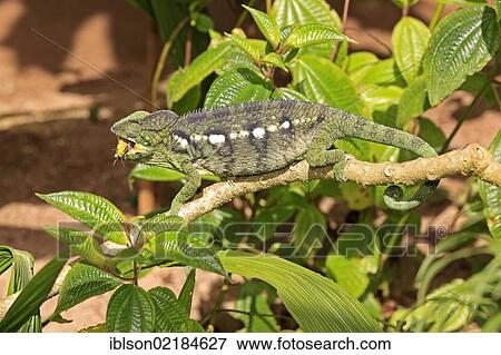 Stock Photo - Oustalet's or Malagasy Giant Chameleon (Furcifer oustaleti), female, eating, Madagascar, Africa. Fotosearch