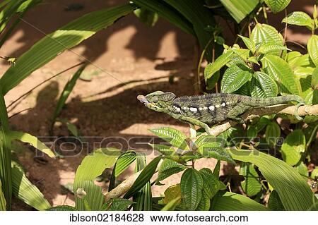 Oustalet's or Malagasy Giant Chameleon (Furcifer oustaleti), female, eating, Madagascar, Africa View Large Photo Image Stock Photo - Oustalet's or Malagasy Giant Chameleon (Furcifer oustaleti), female, eating, Madagascar, Africa. Fotosearch