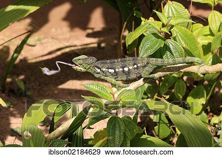 Oustalet's or Malagasy Giant Chameleon (Furcifer oustaleti), female, eating, Madagascar, Africa View Large Photo Image Stock Photo - Oustalet's or Malagasy Giant Chameleon (Furcifer oustaleti), female, eating, Madagascar, Africa. Fotosearch