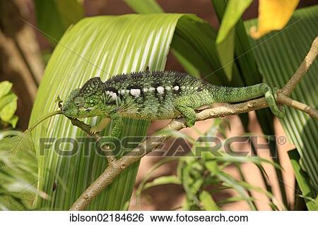 Stock Photograph - Oustalet's or Malagasy Giant Chameleon (Furcifer oustaleti), female, foraging, Madagascar, Africa. Fotosearch