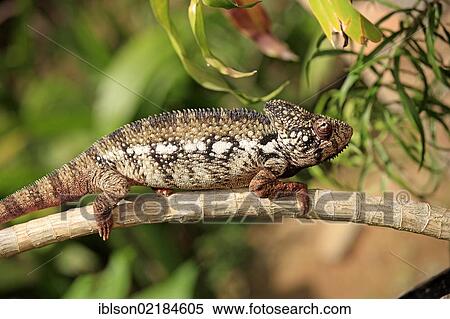 Oustalet's or Malagasy Giant Chameleon (Furcifer oustaleti), male, foraging, Madagascar, Africa View Large Photo Image Stock Photography - Oustalet's or Malagasy Giant Chameleon (Furcifer oustaleti), male, foraging, Madagascar, Africa. Fotosearch