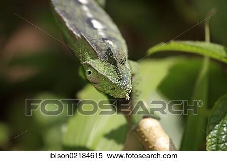 Oustalet's or Malagasy Giant Chameleon (Furcifer oustaleti), female, foraging, Madagascar, Africa View Large Photo Image Stock Photography - Oustalet's or Malagasy Giant Chameleon (Furcifer oustaleti), female, foraging, Madagascar, Africa. Fotosearch