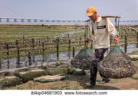 Oyster farmer collecting oysters at low tide, Xiamen, Fujian Province, China, Asia View Large Photo Image Stock Image - Oyster farmer collecting oysters at low tide, Xiamen, Fujian Province, China, Asia. Fotosearch
