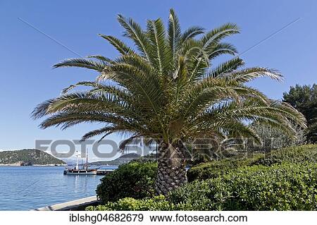 Palm at the harbour, coastal town Sudurad, island Sipan, Elaphite Islands, Dalmatia, Croatia, Europe View Large Photo Image Stock Photo - Palm at the harbour, coastal town Sudurad, island Sipan, Elaphite Islands, Dalmatia, Croatia, Europe. Fotosearch